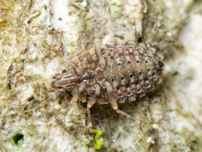 Aradus betulae (Linnaeus, 1758)